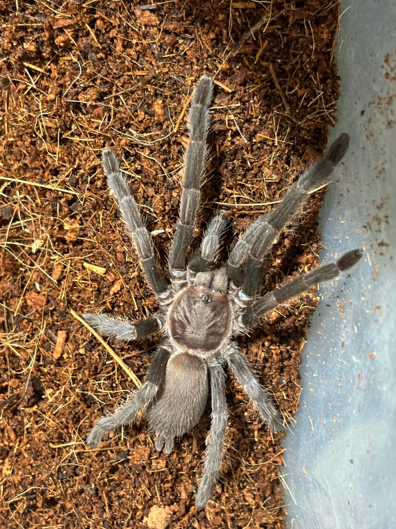 Tarantula captive bred and raised juveniles.