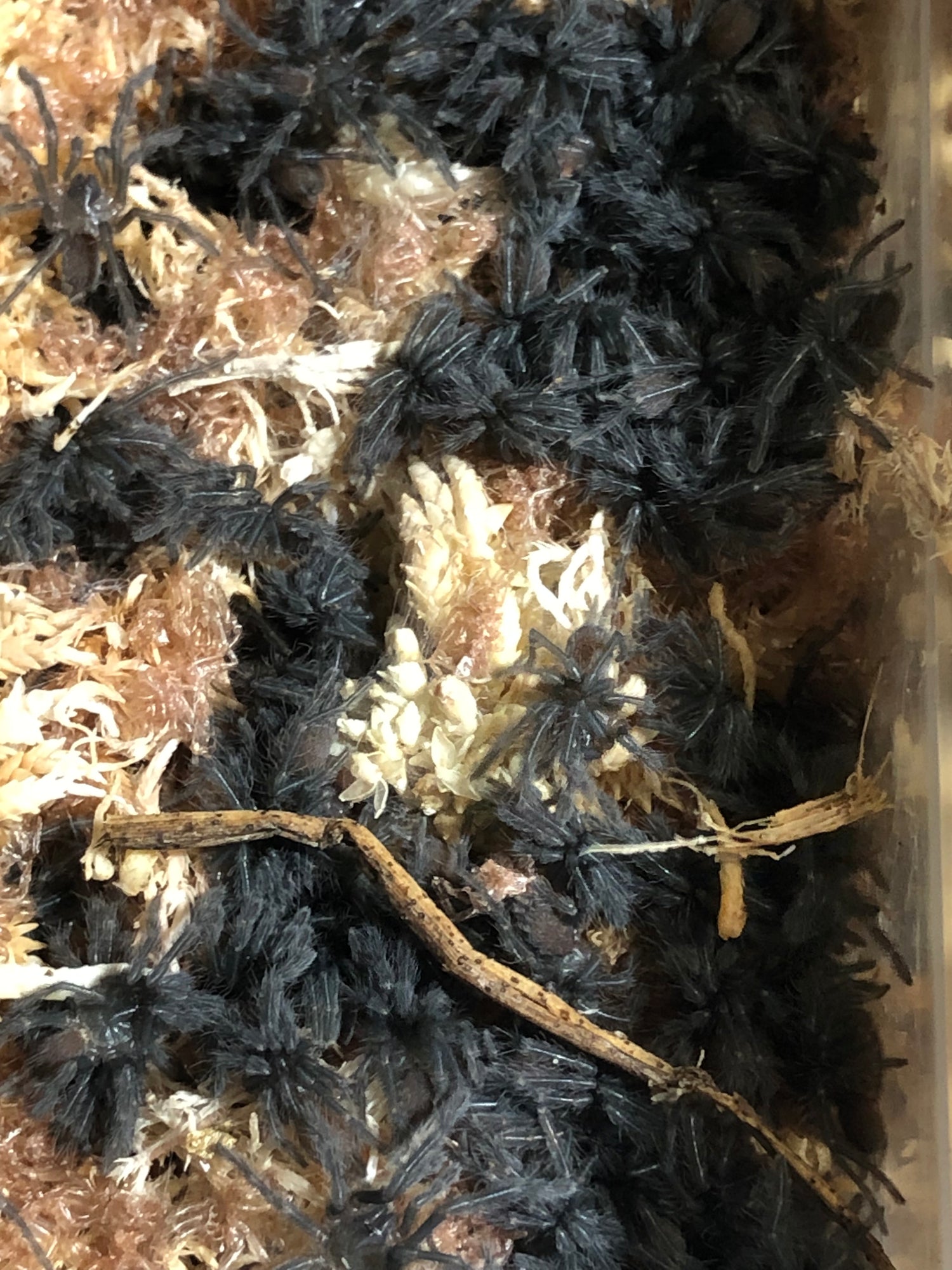 Tarantula slings and small juveniles captive bred.