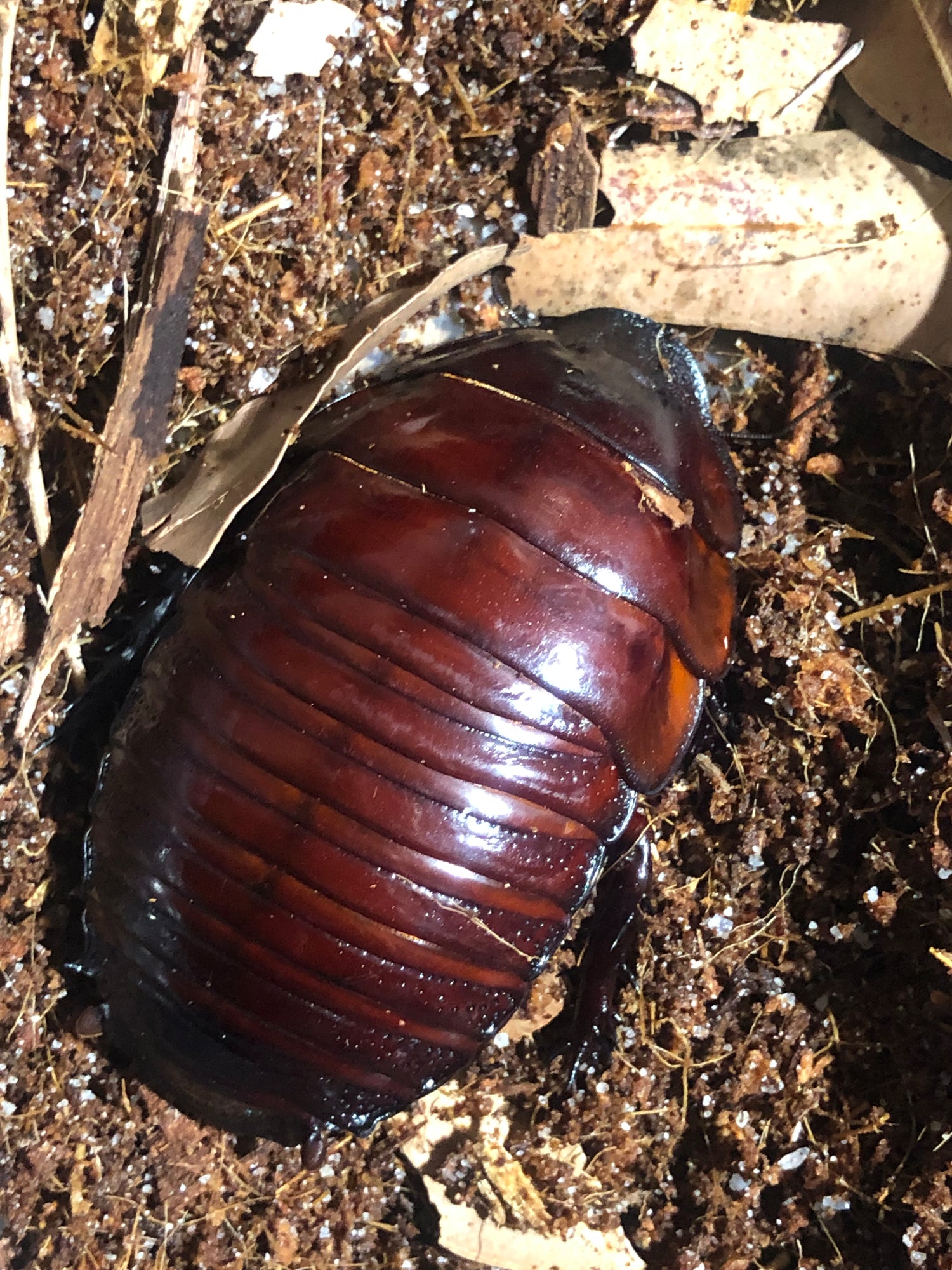 Giant burrowing roaches, Isopods and other insects.