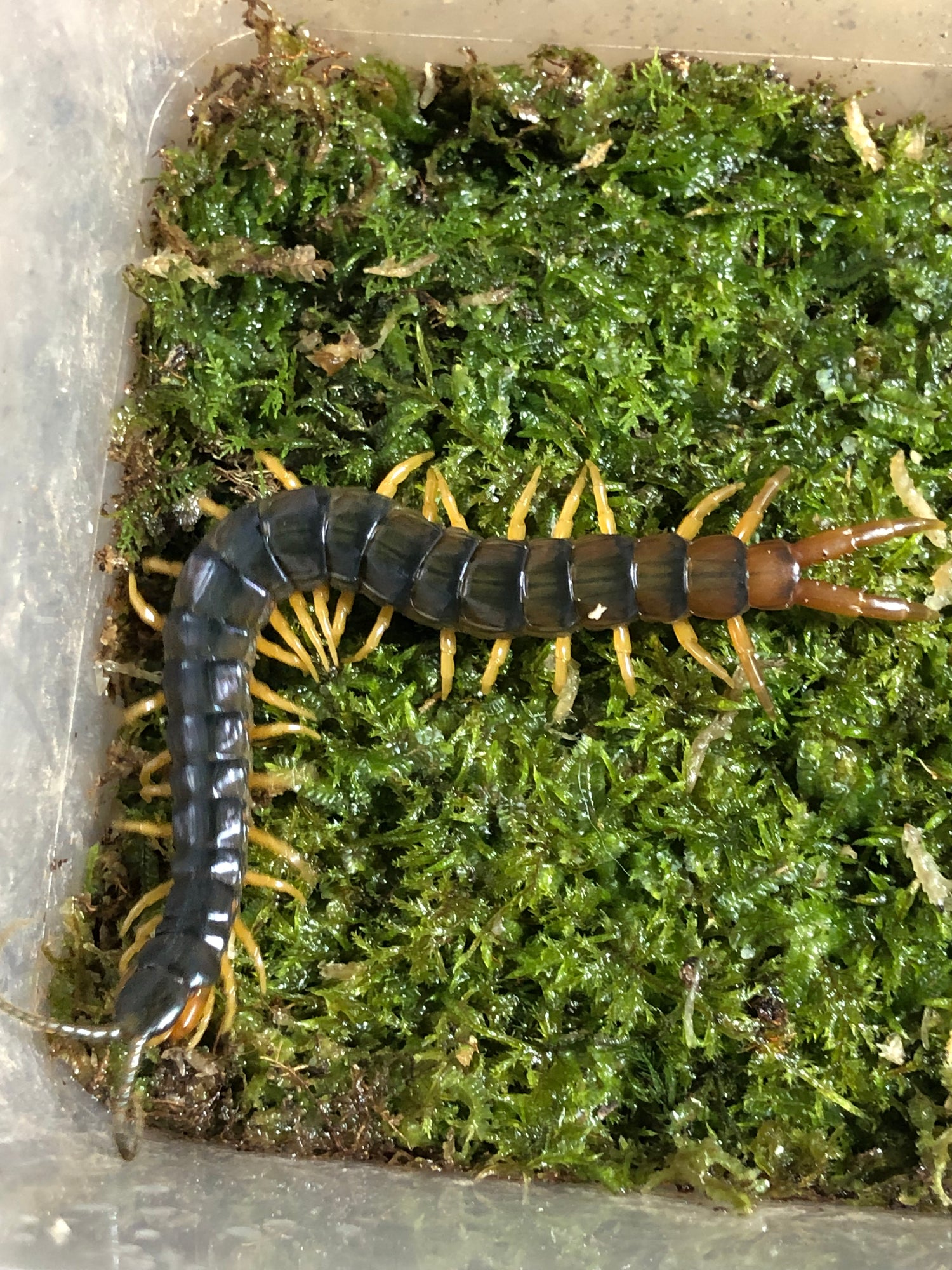 Centipedes and millipedes