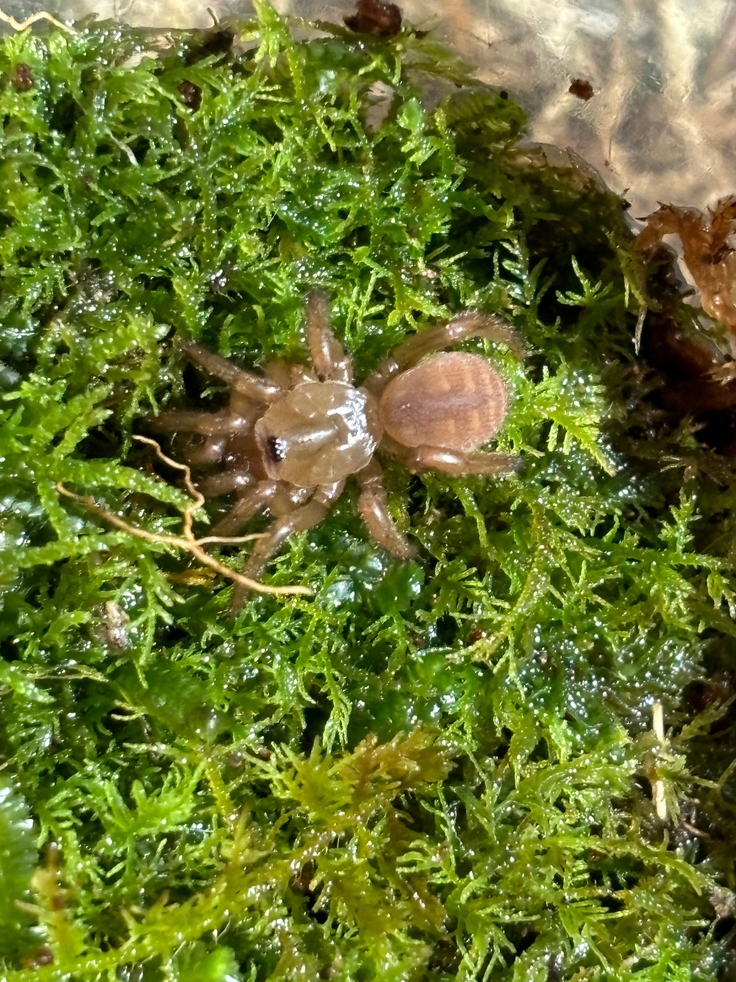 Captive bred slings