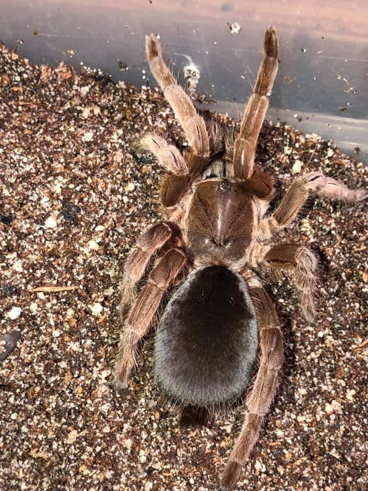 Tarantula adults and large juveniles.