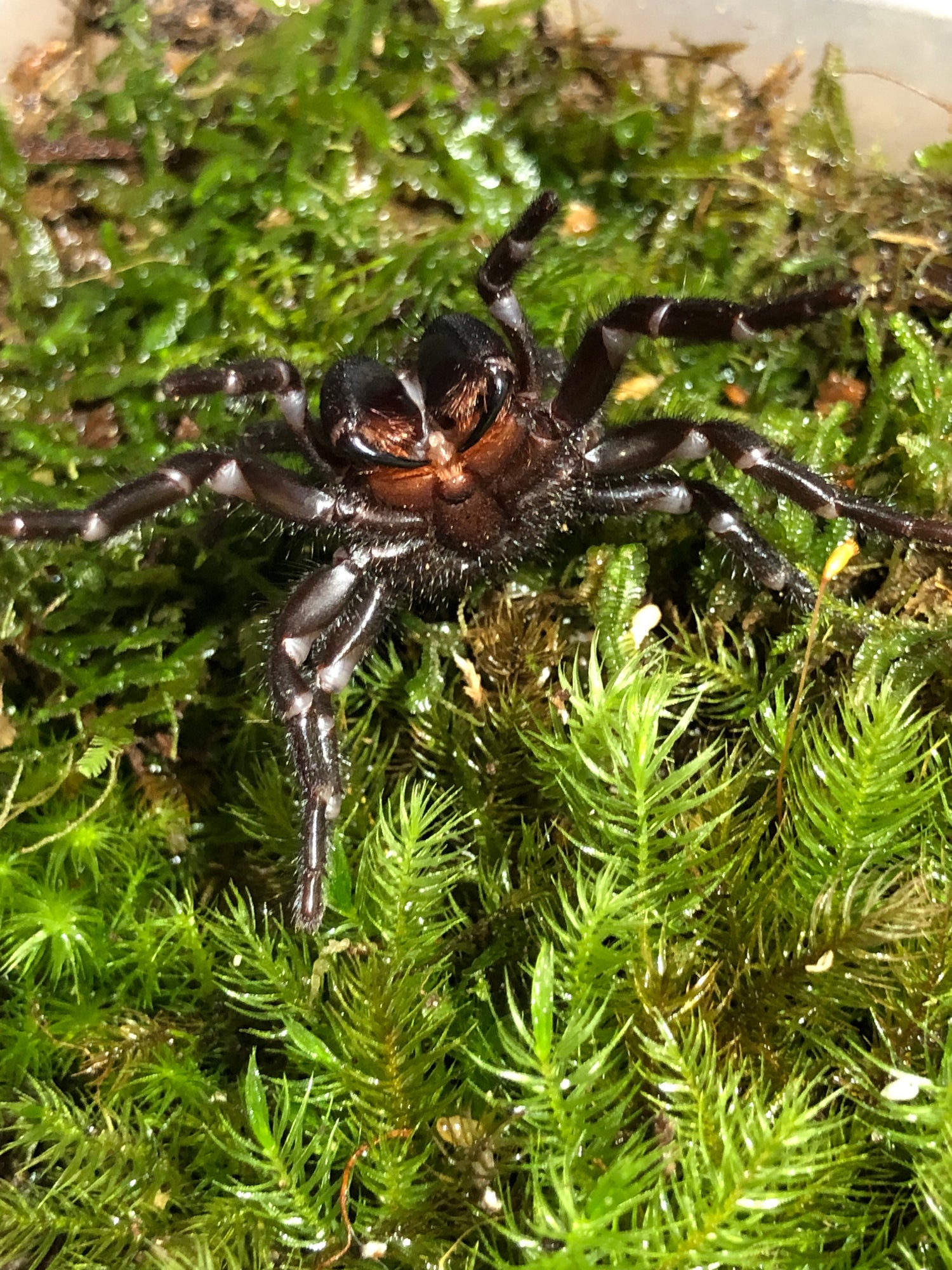 Funnel webs and Mouse spiders.