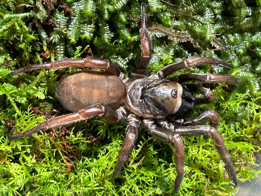 Arbanitis sp Copacabana.