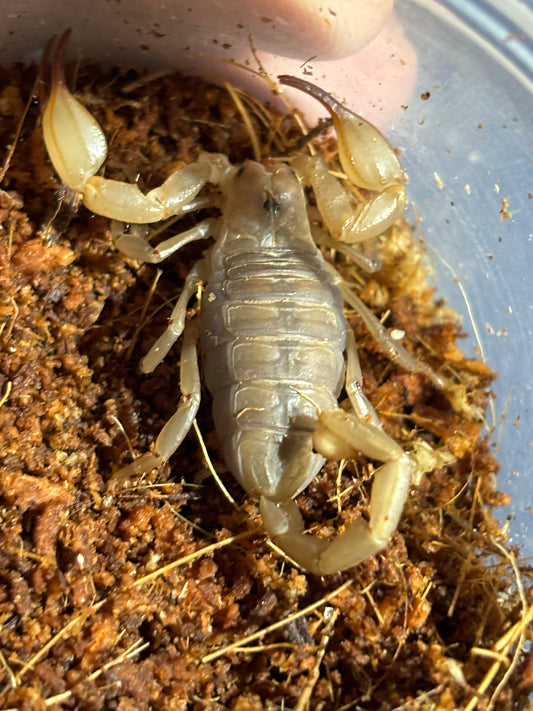 Juvenile flinders range scorpions