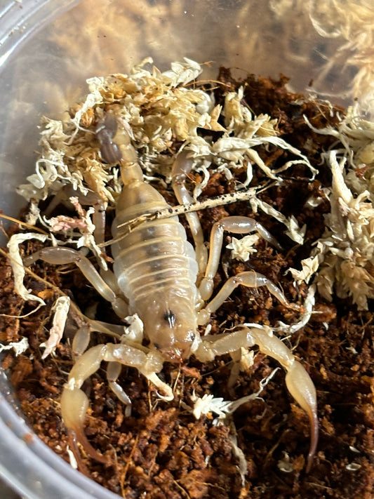 Small desert scorpions