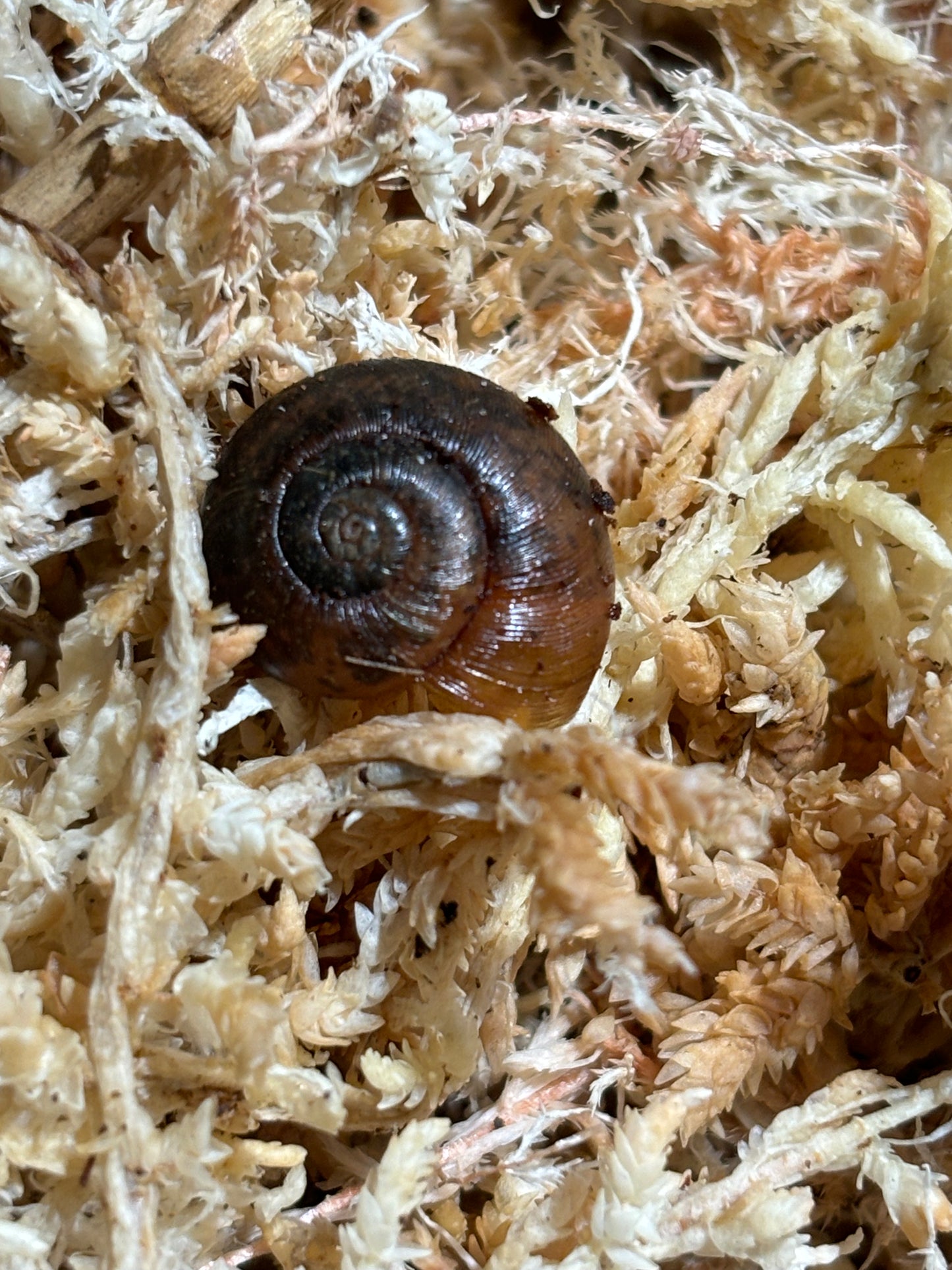 Carnivorous snails