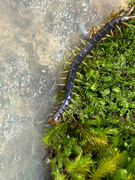 Cormocephalus westwoodi large juveniles