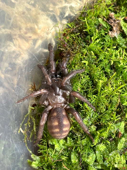 Arbanitis gracilis juvenile.