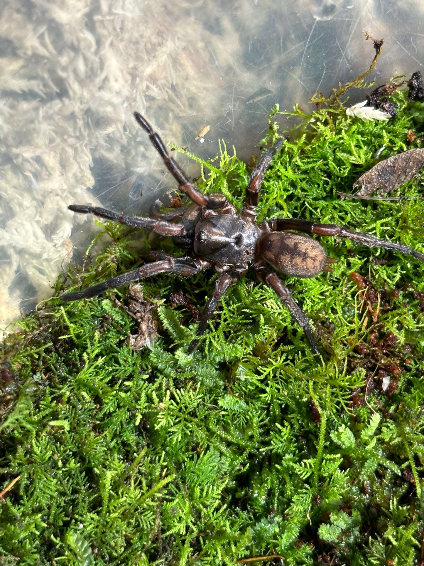 Stanwellia sp Tallaganda large juvenile.