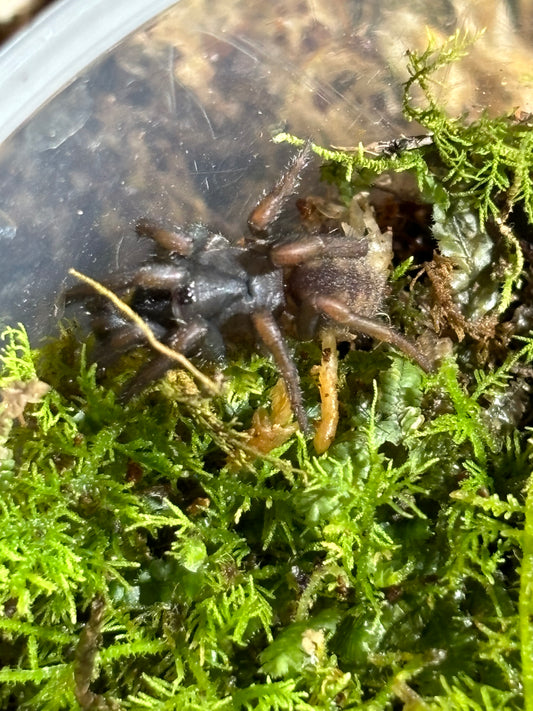 Arbanitis gracilis large sling.