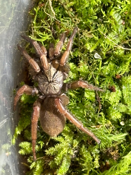 Arbanitis sp Crouchy creek.