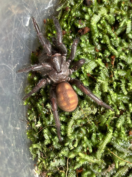 Arbantis gracilis female.