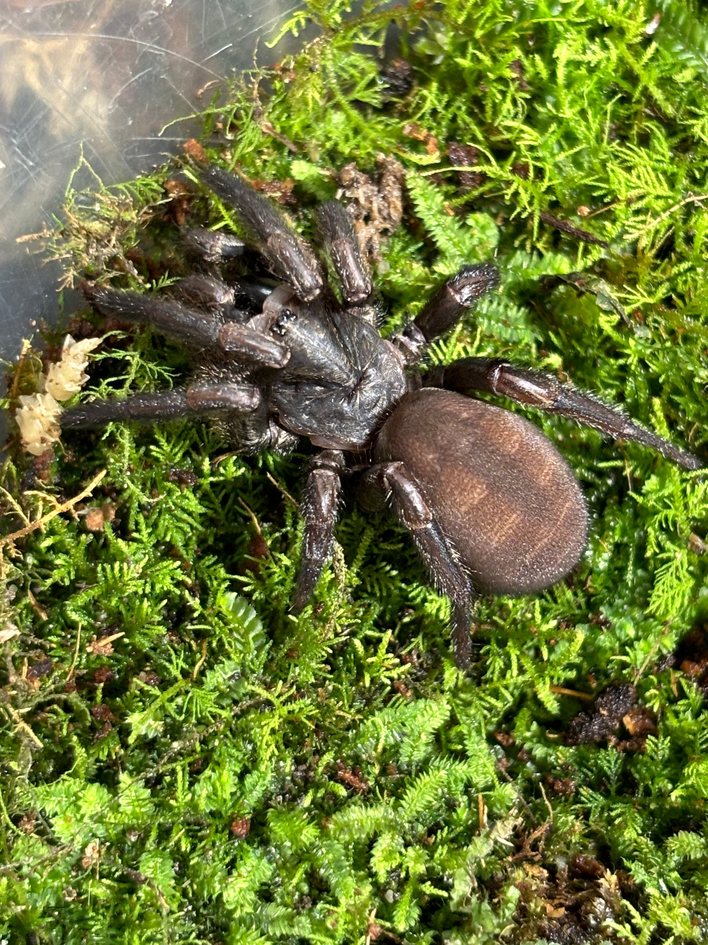 Arbantis sp coramba.