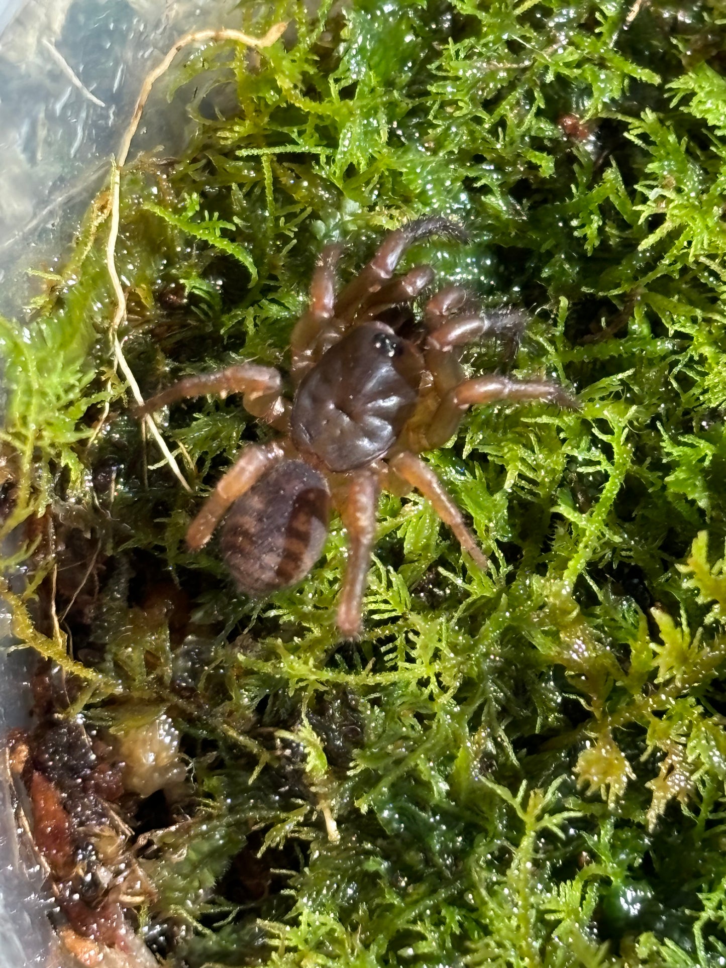 Cataxia badindaensis large slings.