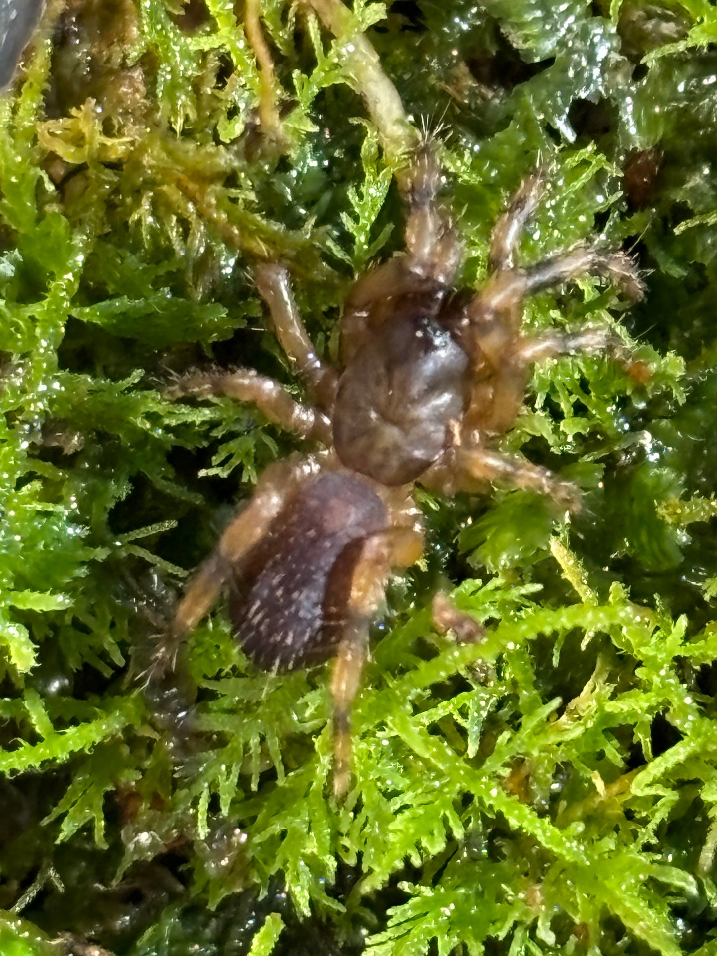 Cataxia sp mt glorious slings