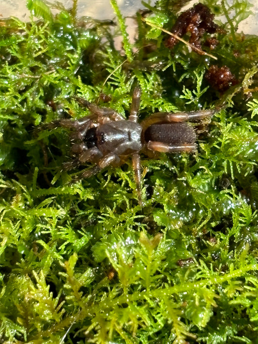 Cataxia sp Brisbane slings