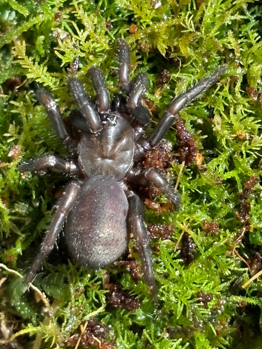 Cataxia sp Benakin large sling.