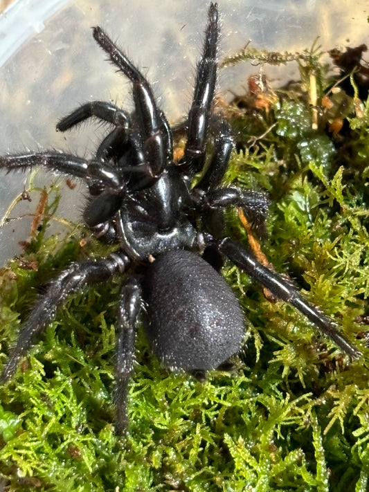 Atrax sutherlandi juveniles.