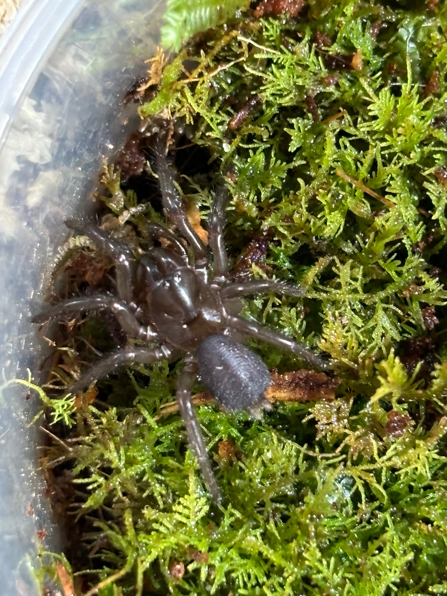 Hadronyche sp orange large slings.