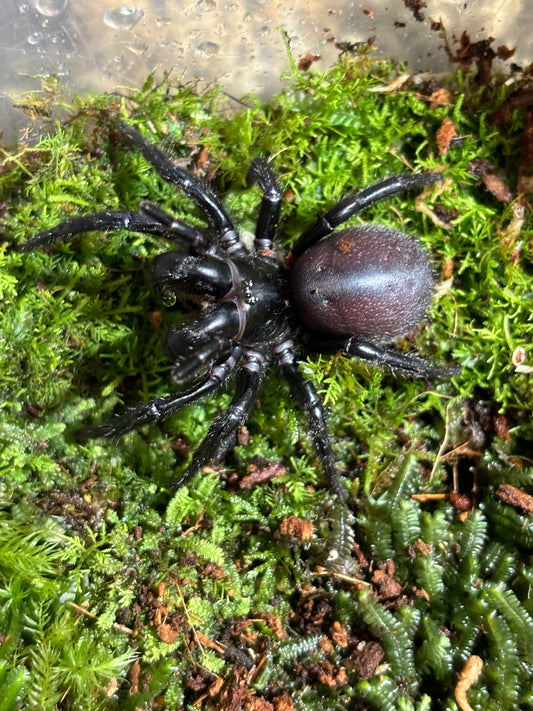 Hadronyche sp orange female.