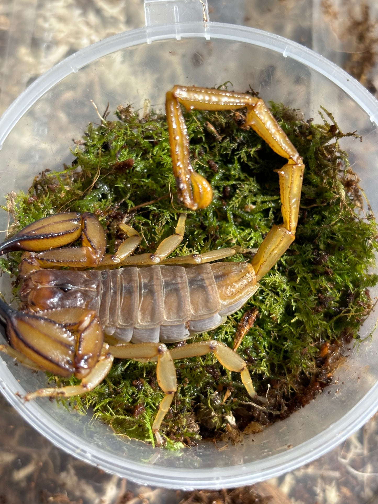 Flinders range scorpions male.