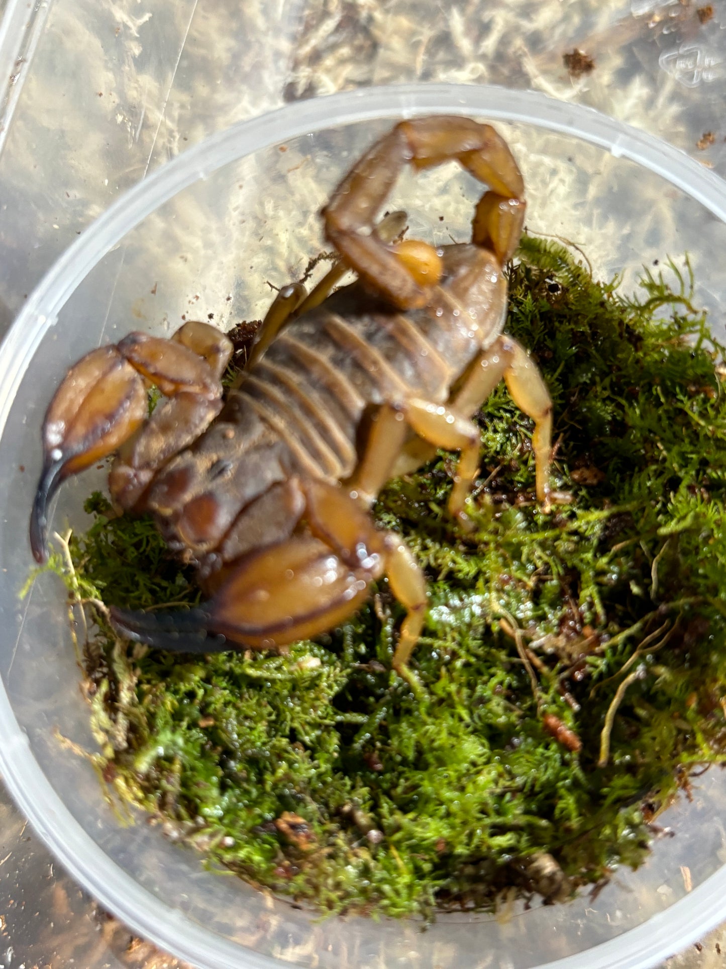 Flinders range scorpions female.