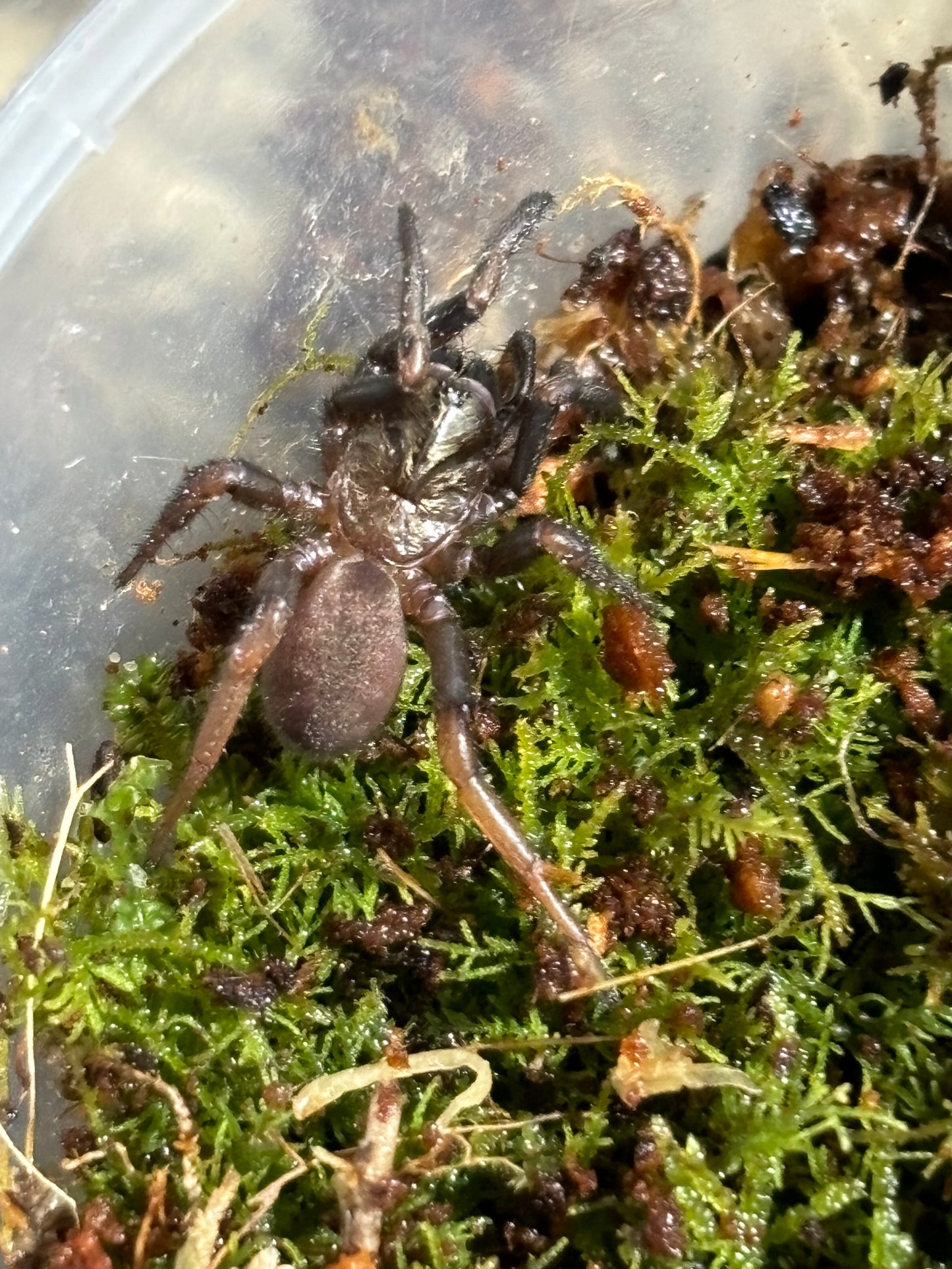 Arbanitis sp Newcastle large slings.