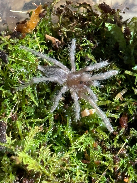 Phlogius sp black slings.