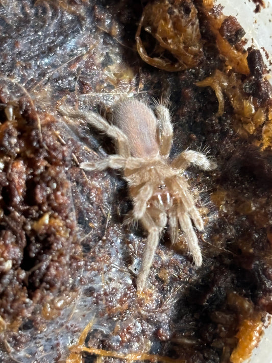 Selenotypus nebo slings.