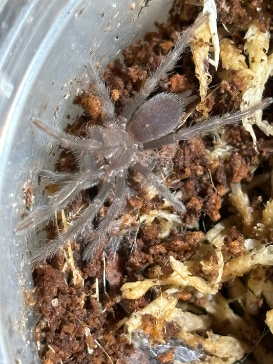 Phlogius crassipies cape gloucester locale slings.