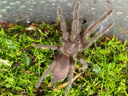 Phlogius Kuranda 35mm leg span.