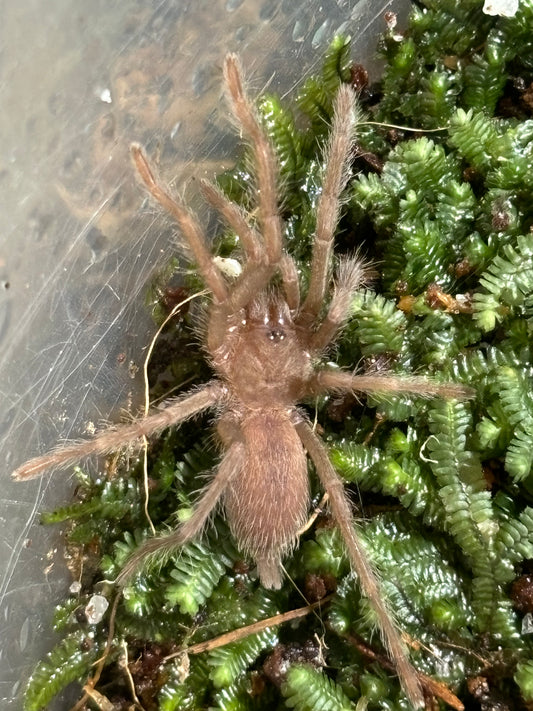 Phlogius lakeland strennus about 30mm leg span.