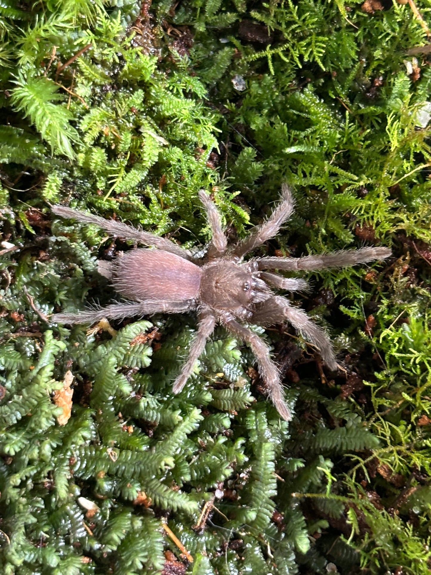 Phlogius Proserpine 30mm leg span.