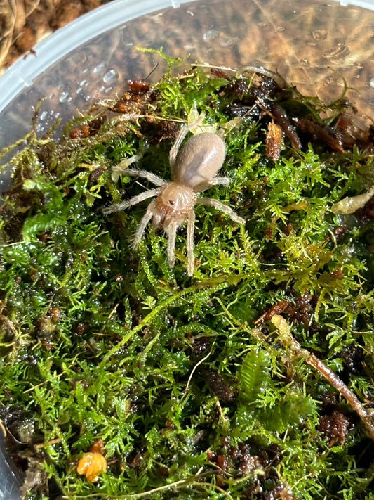 Selenotypus sp2.5 slings.