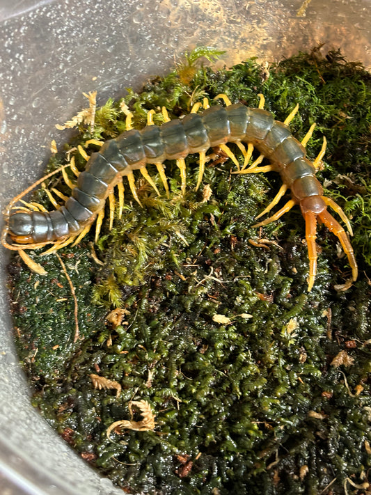 Ethmostigmus rubripes large, cairns local .