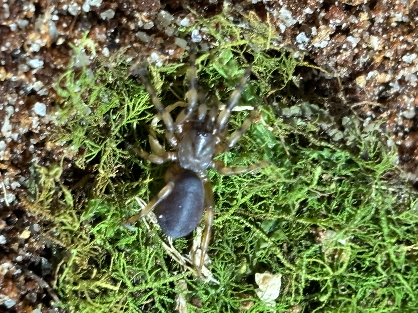 Cataxia sp Victoria sling.