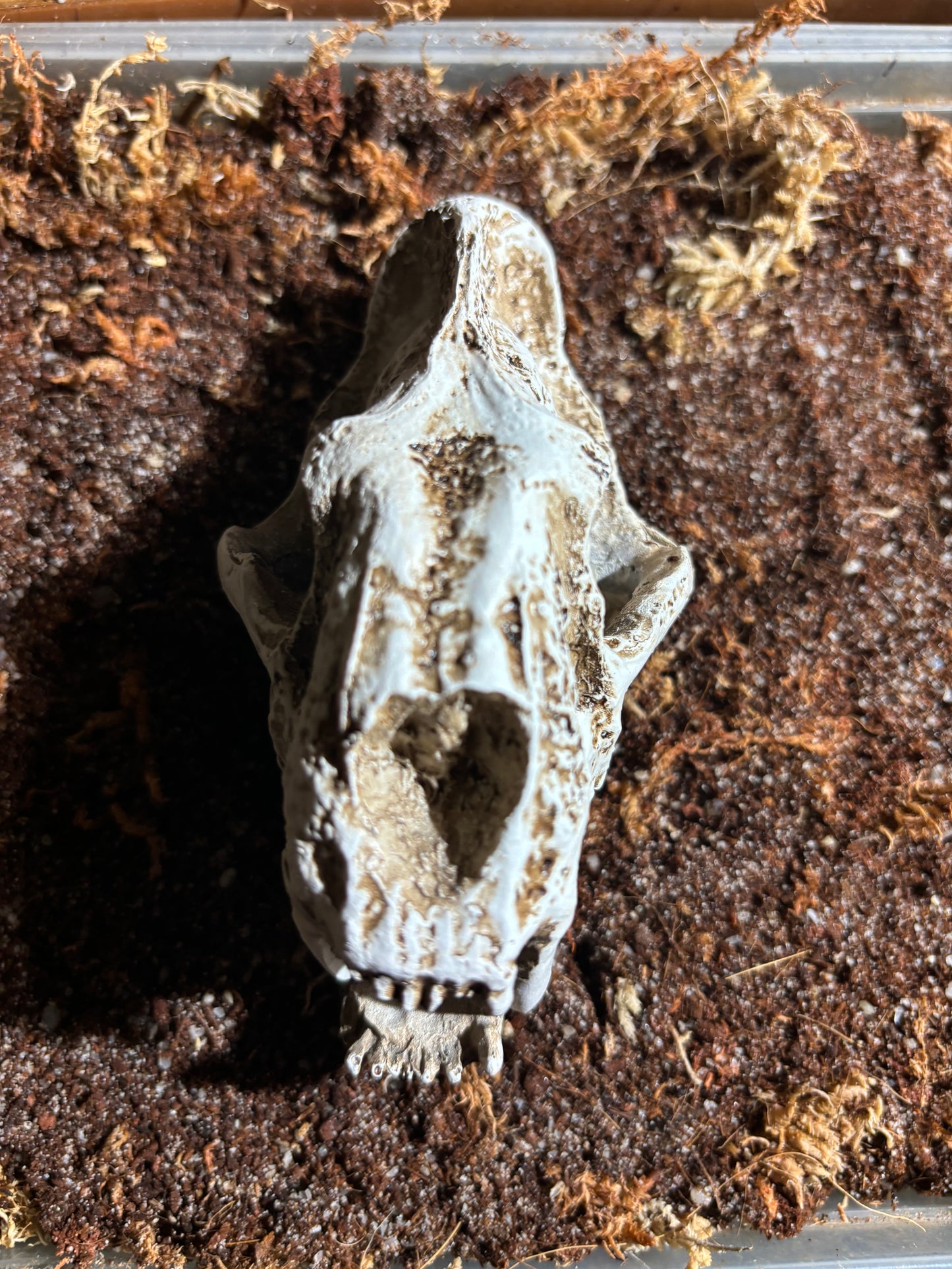 Saber-tooth Tiger scull enclosure decoration.