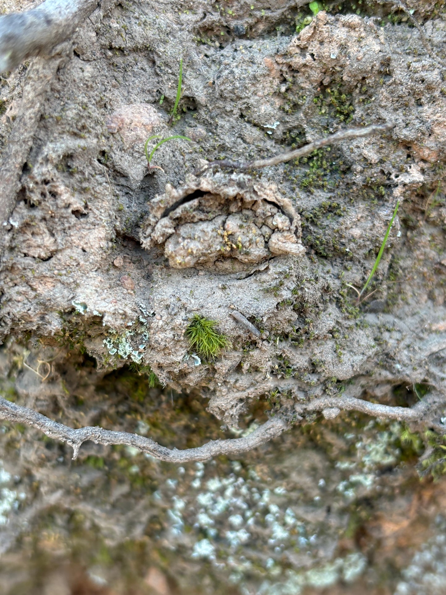 A new species of Drawbridge Arbanitis Orange local.