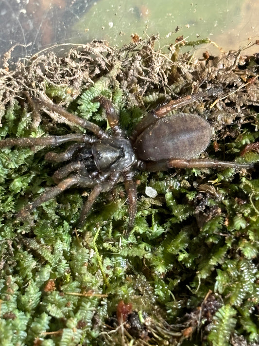 Juvenile Arbanitis sp Orange.