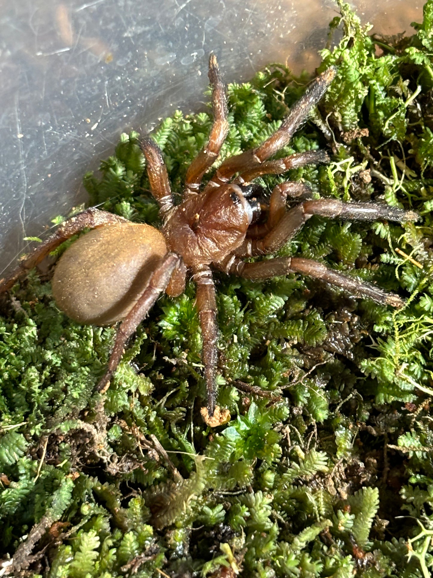 A new species of Drawbridge Arbanitis Orange local.