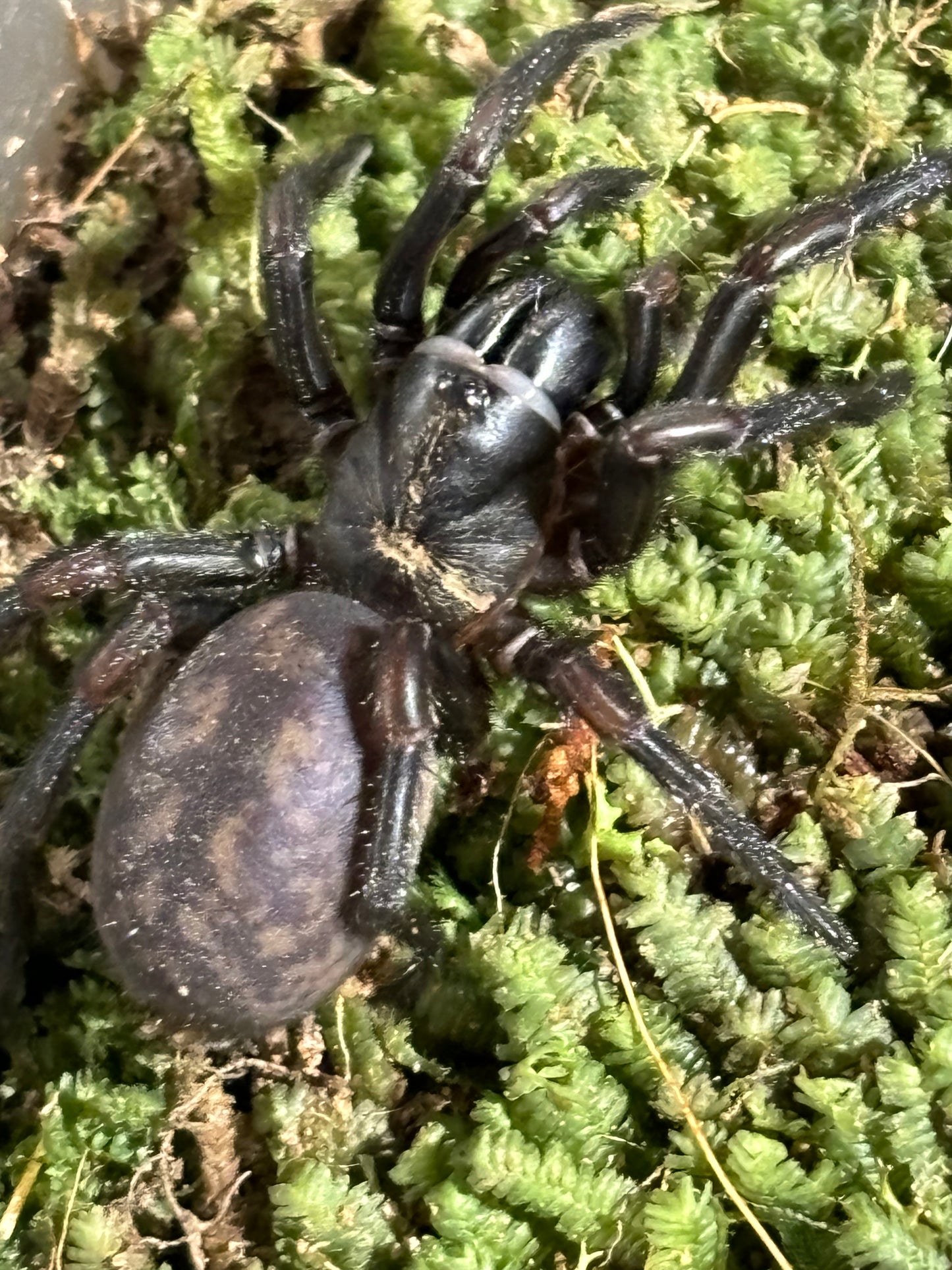 Stanwellia sp orange.