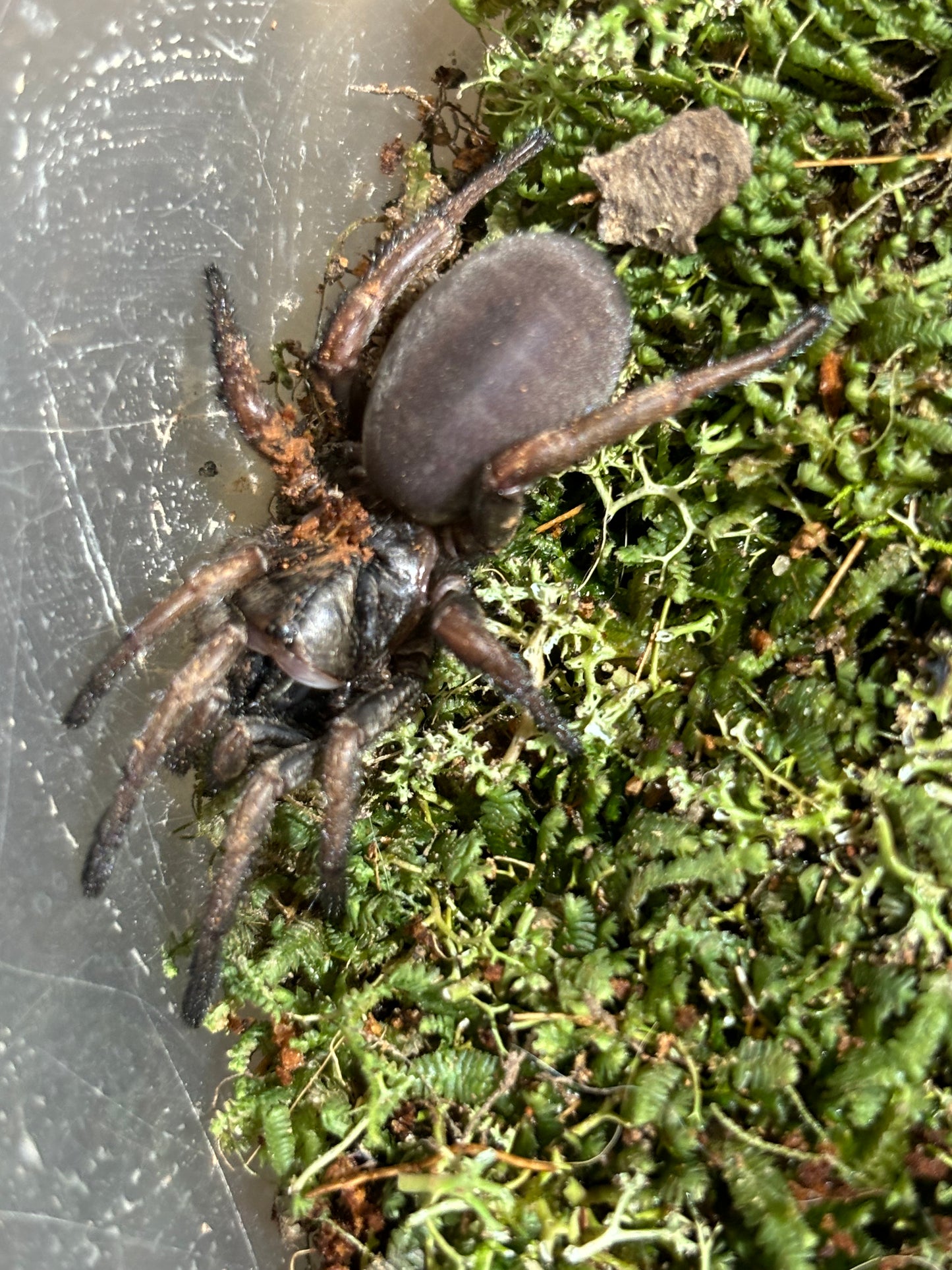 Arbanitis orange female.