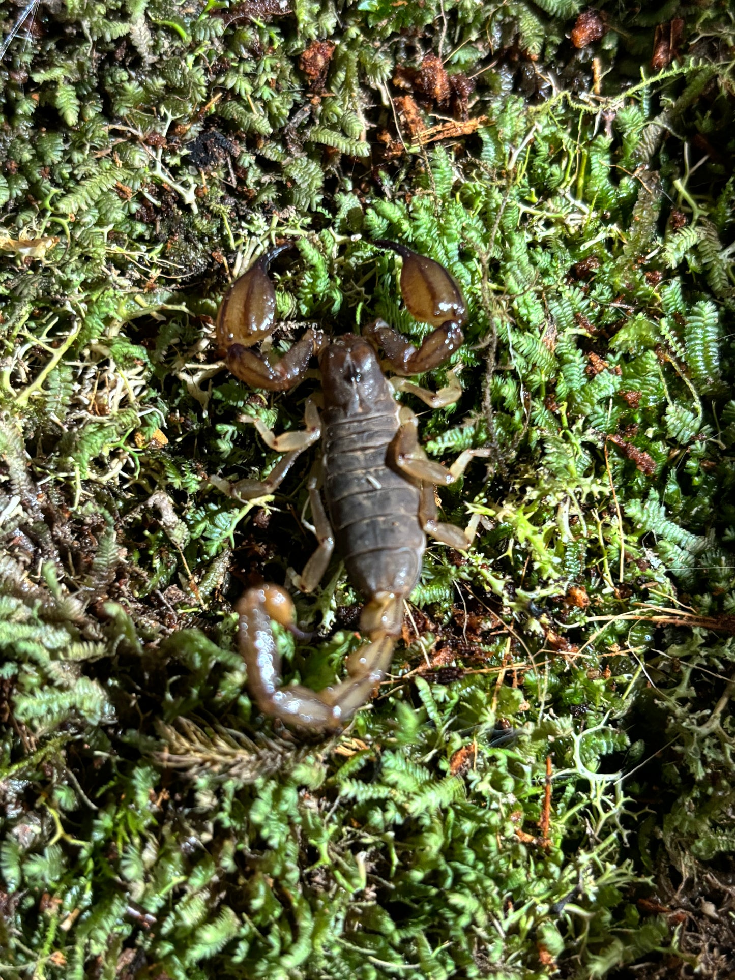 Black rock males Orange local.