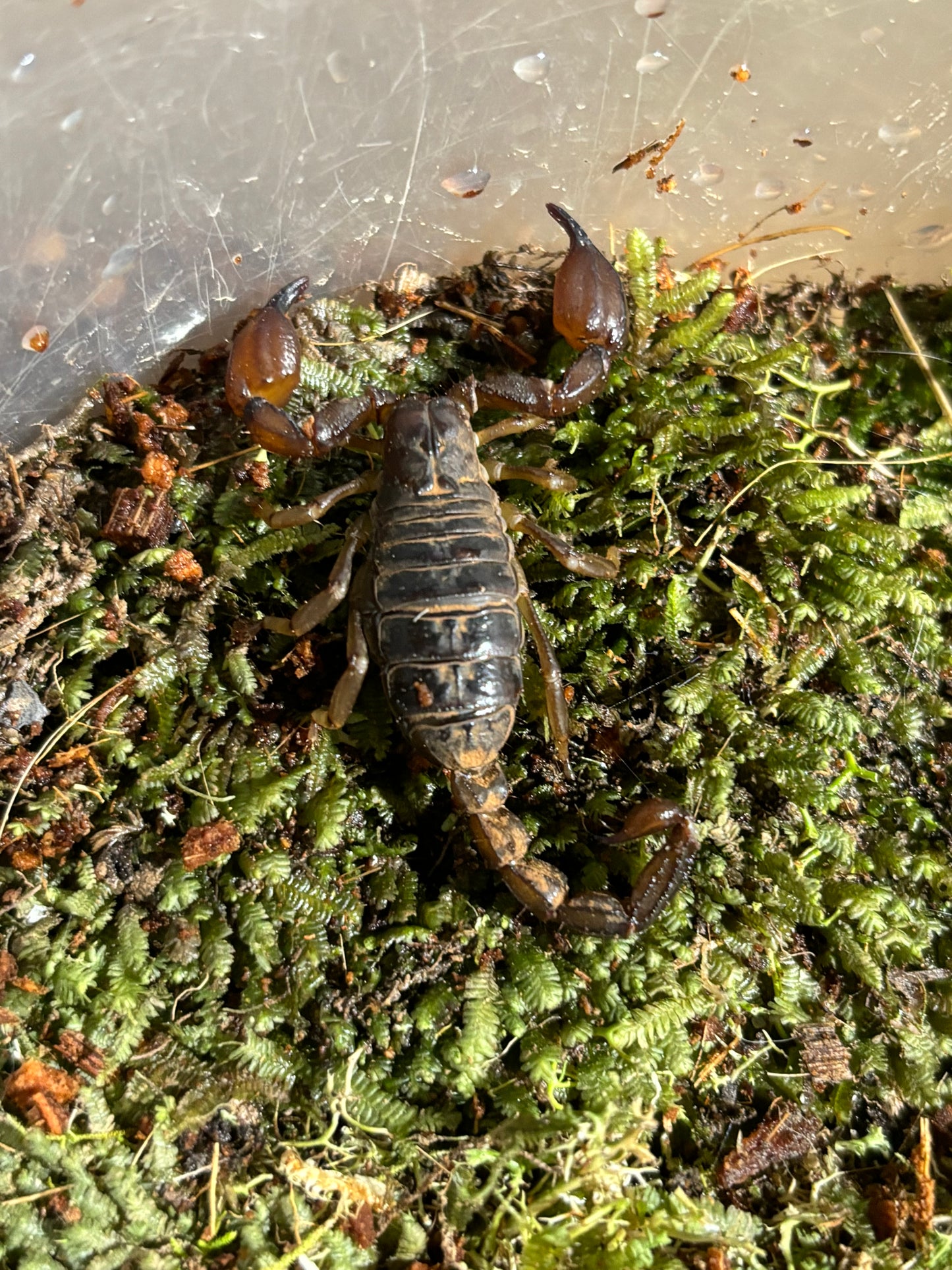 Black rock scorpions Orange local female.