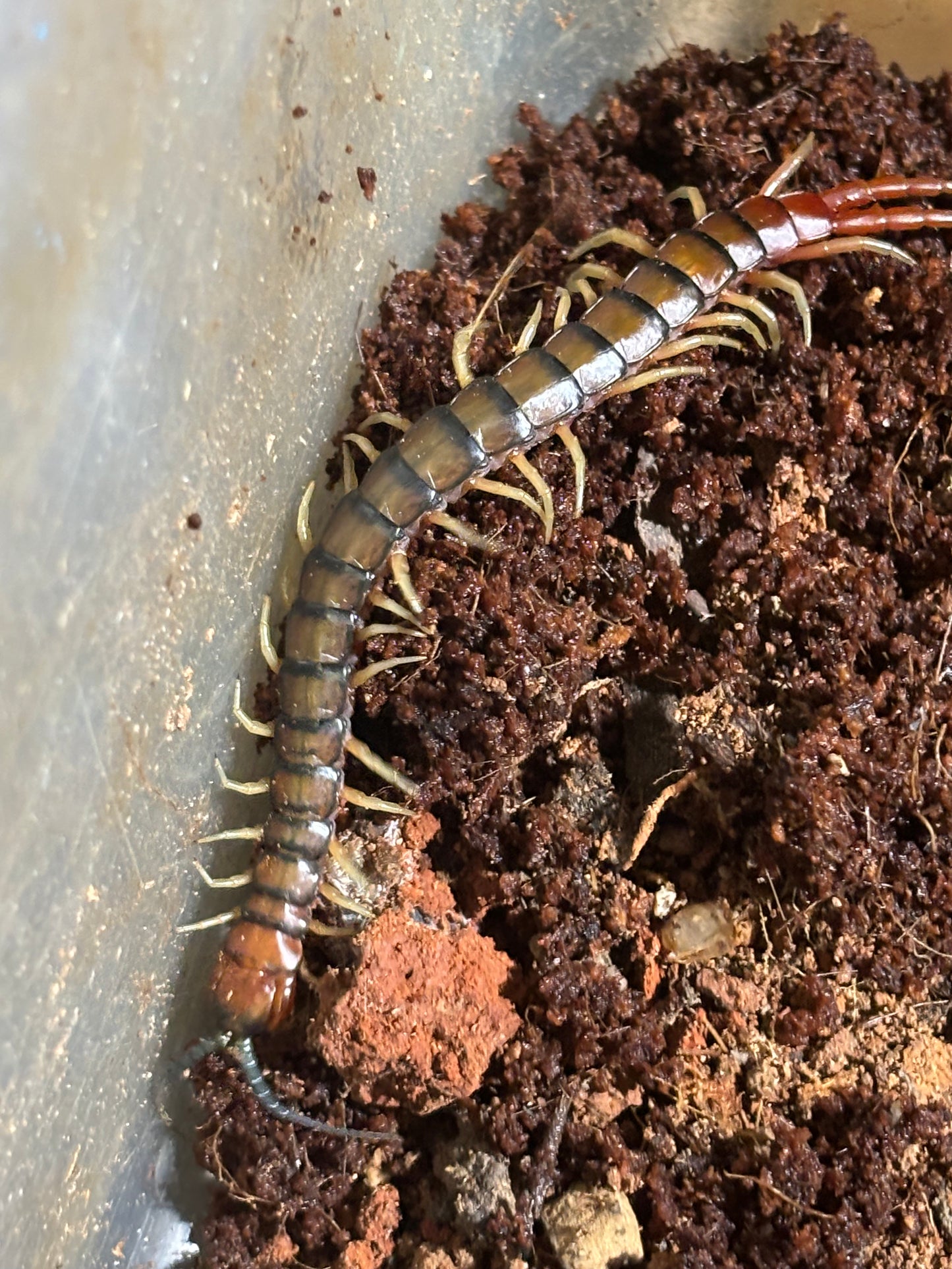 Cormocephalus aurantiipes juveniles.