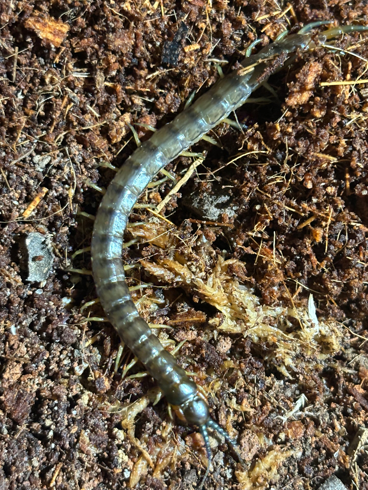 Cormocephalus esulcatus Orange local.