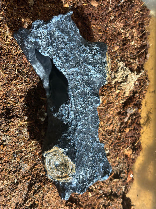 Small hide for tarantula slings and small juveniles.