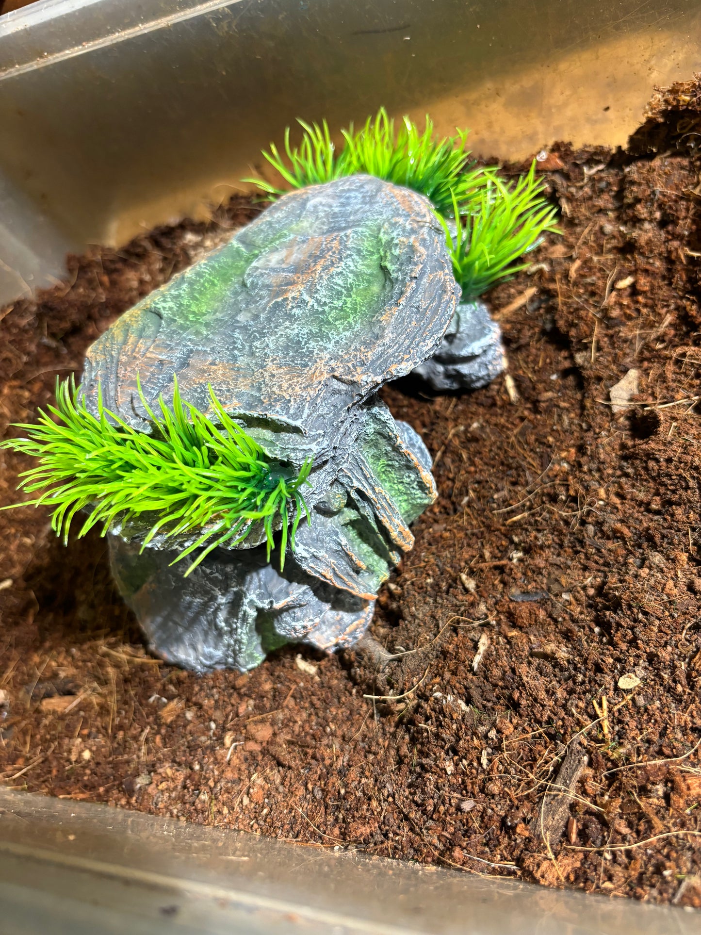 Tarantula hide for juvenile or adult.