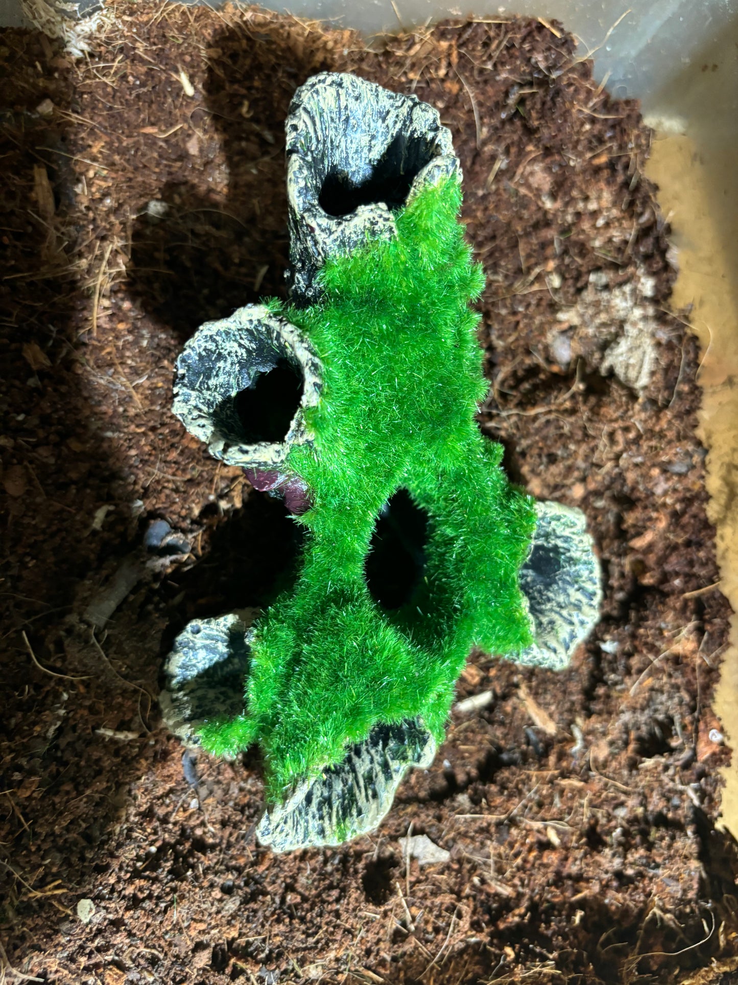 Tarantula sling or small juvenile hide also can be used for curtain webs.